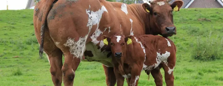 Foto van koeien van de Groene Zoom